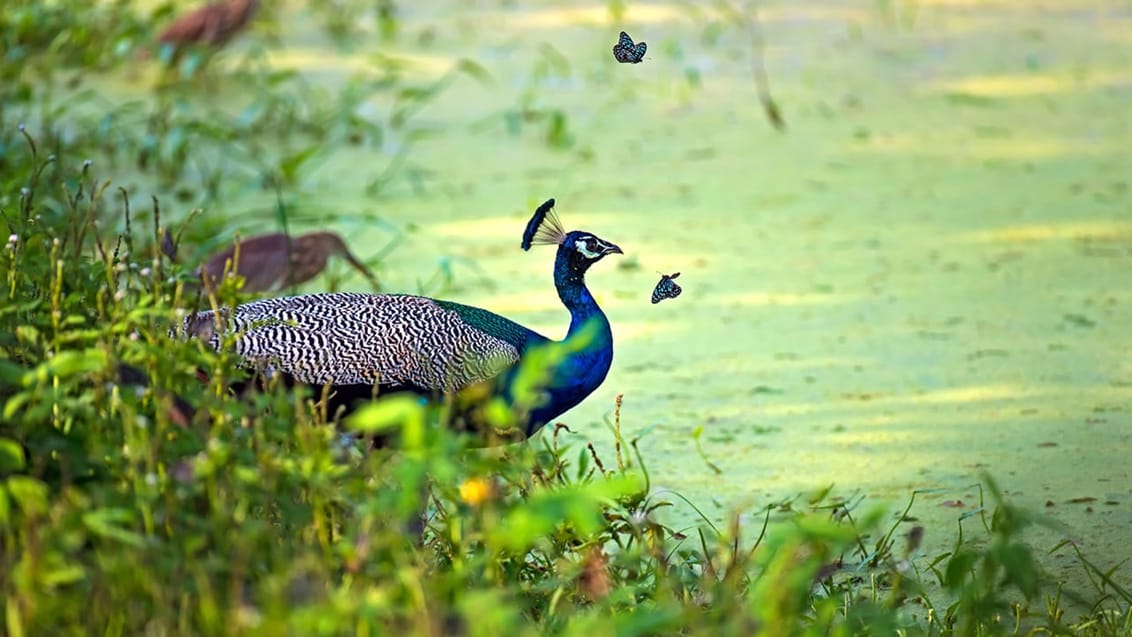 Sri Lanka