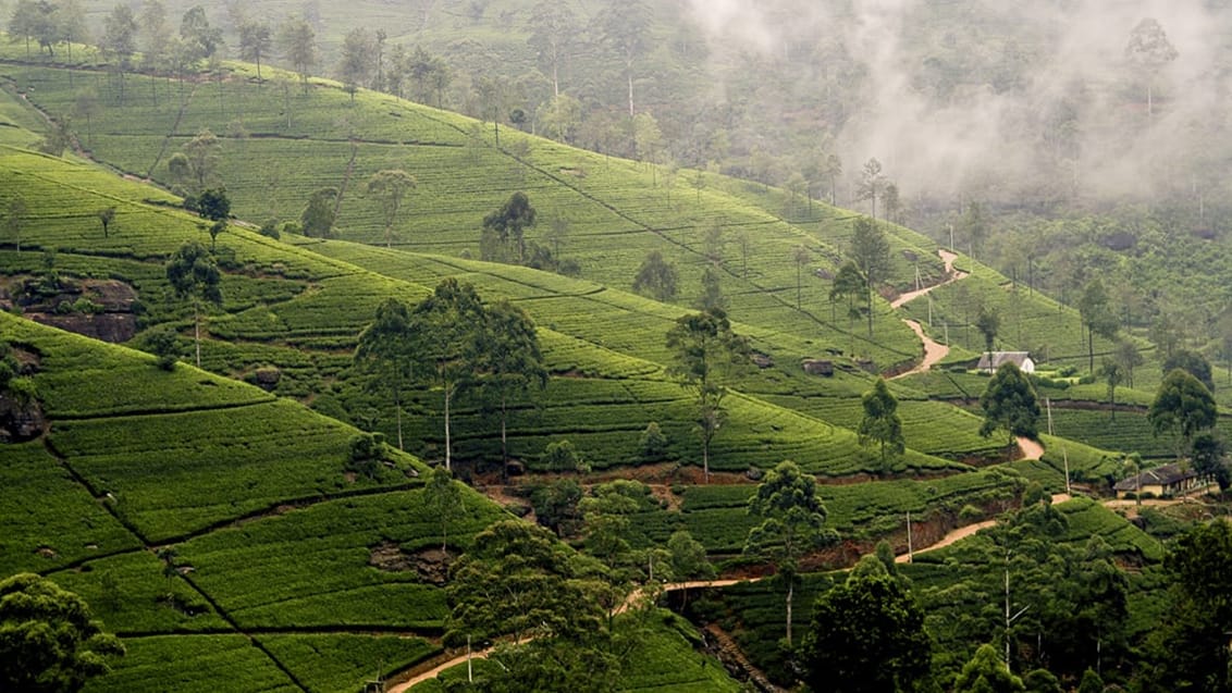 Sri Lanka