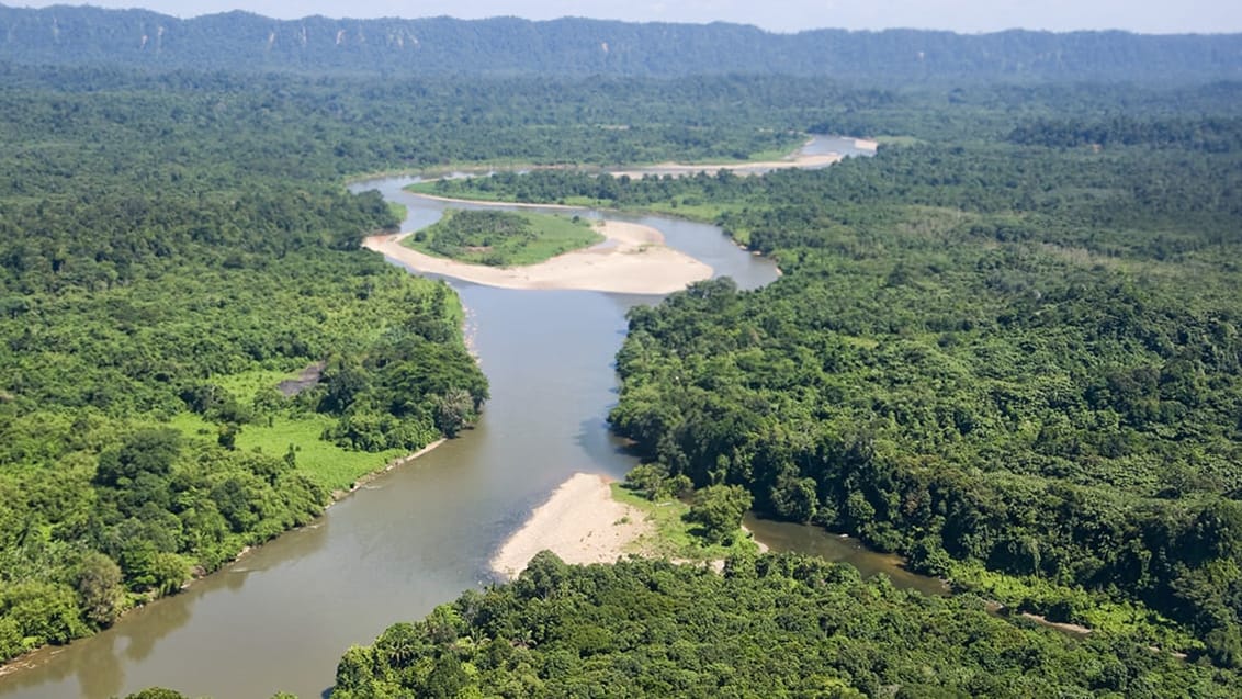 Sukau regnskog, Borneo