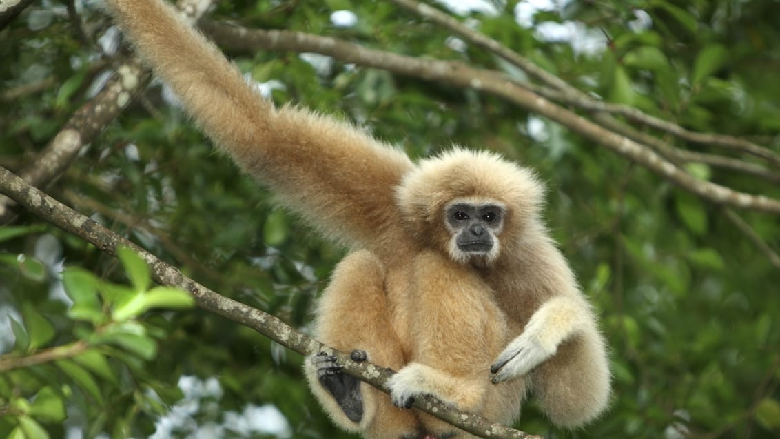 Sukau regnskog, Borneo