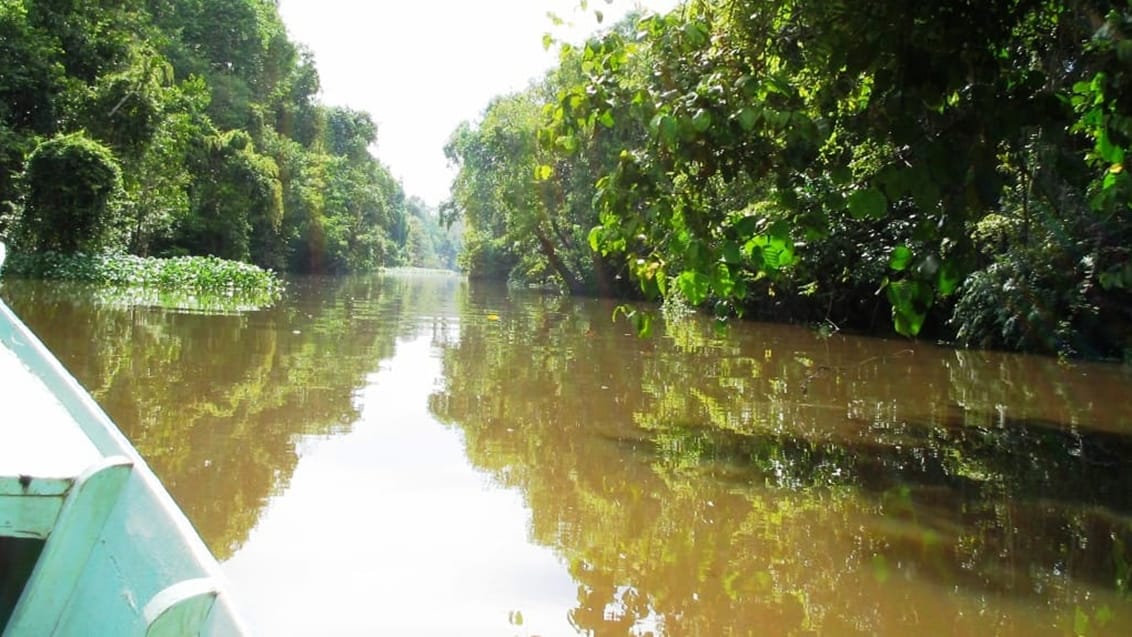 Sukau regnskog, Borneo
