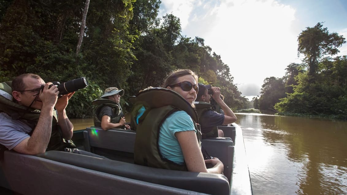 Sukau regnskog, Borneo