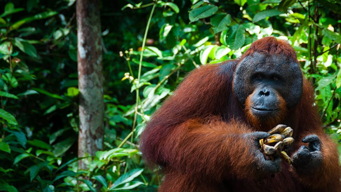 Sukau regnskog, Borneo