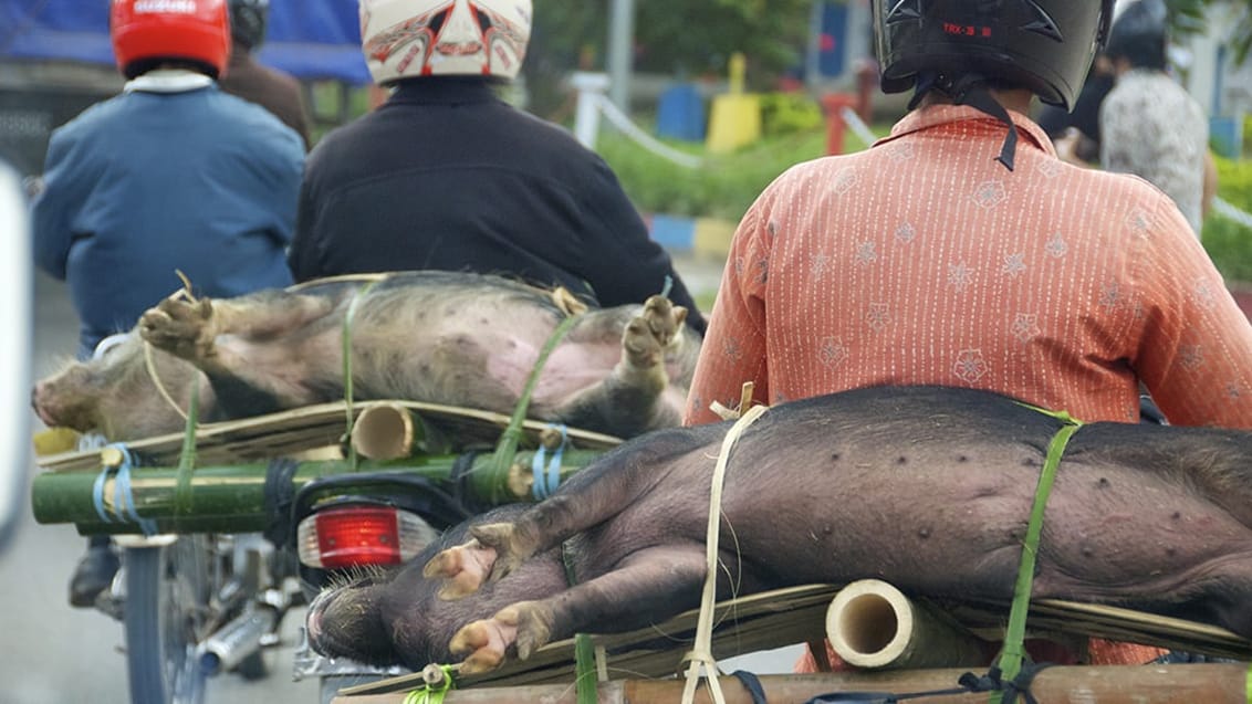 Sulawesis, Indonesien