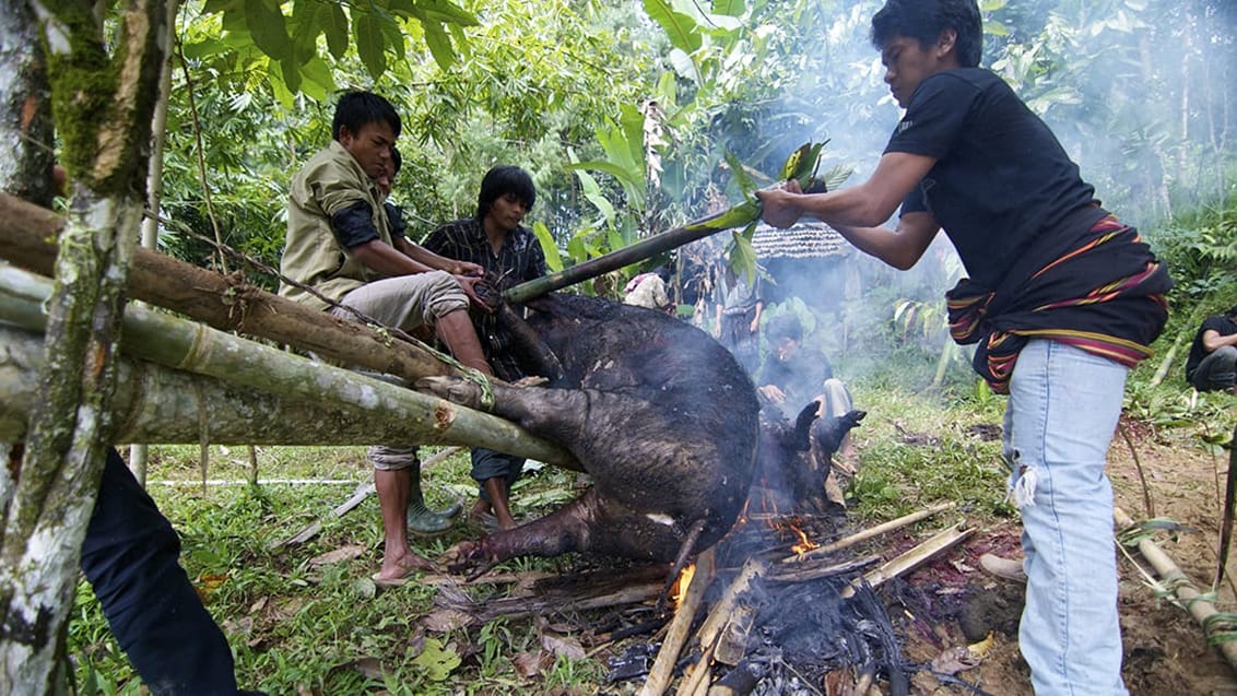 Sulawesis, Indonesien