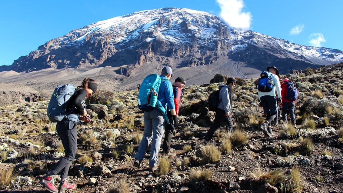 Trek till toppen av Kilimanjaro