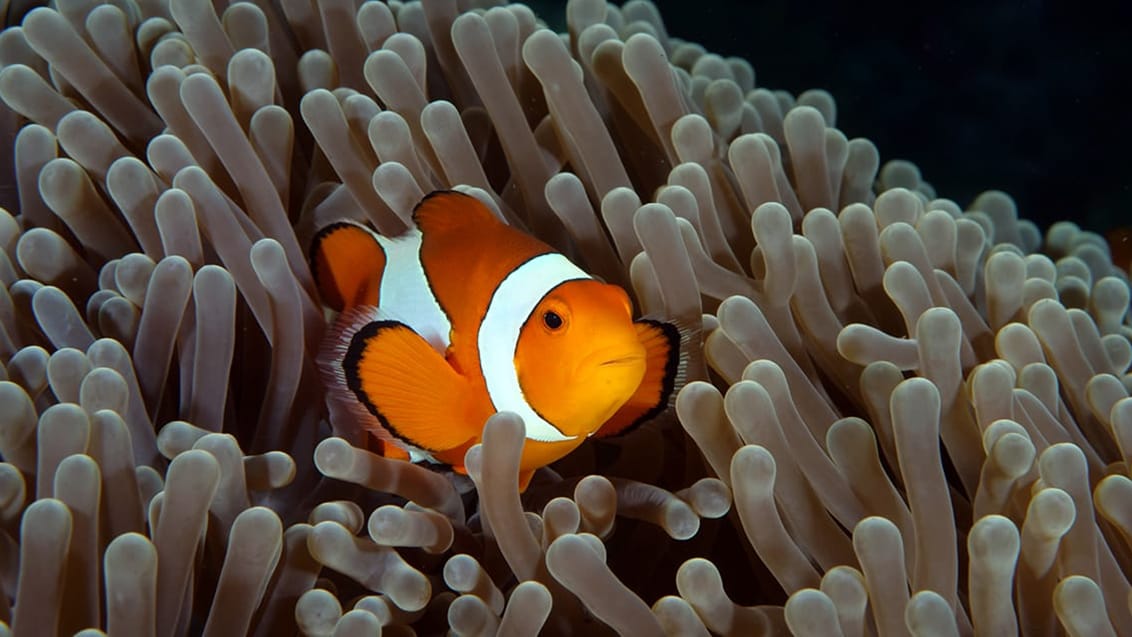 Tulamben, Bali, Indonesien.