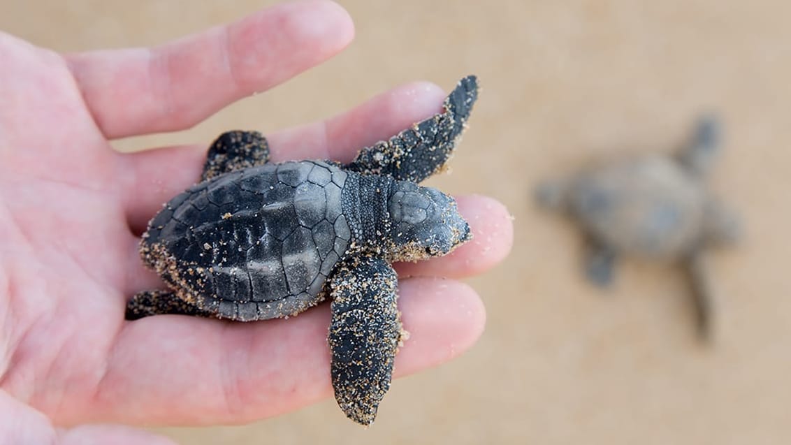 Turtle Center, Sri Lanka