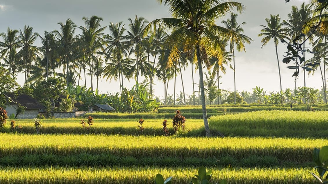 Ubud, Bali.