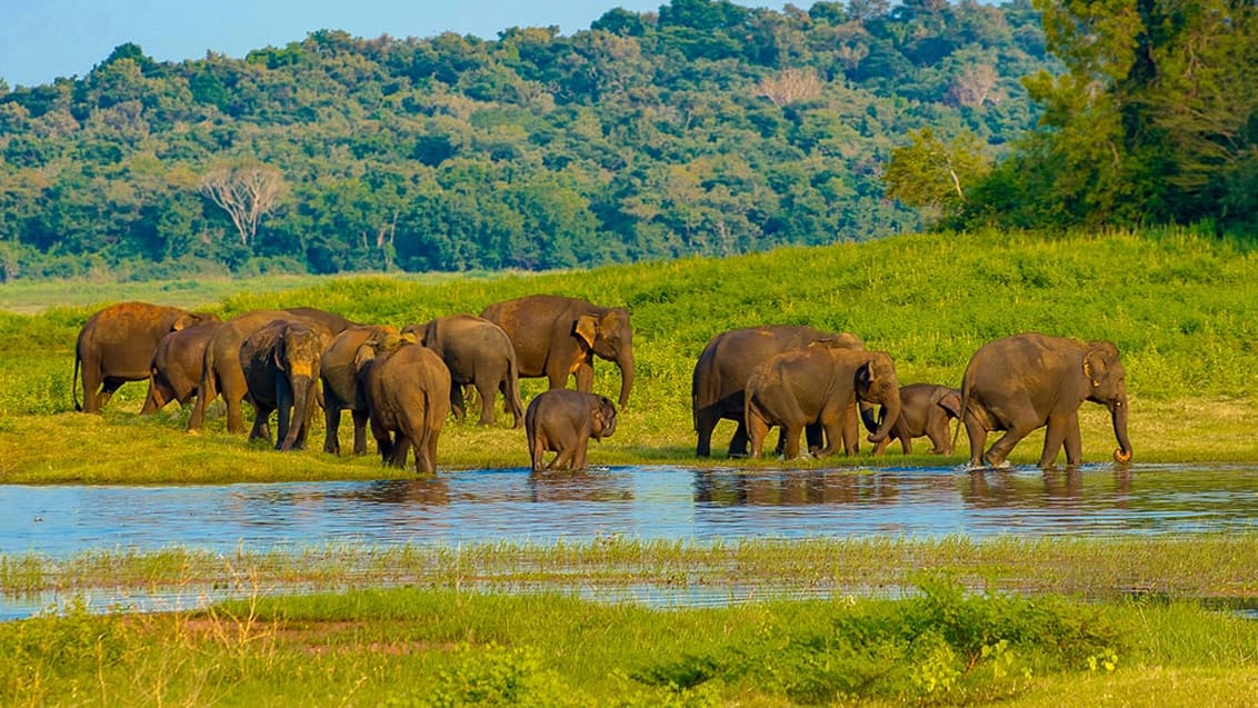 Udawalawe, Sri Lanka