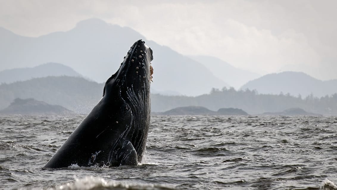 Vancouver Island, Kanada