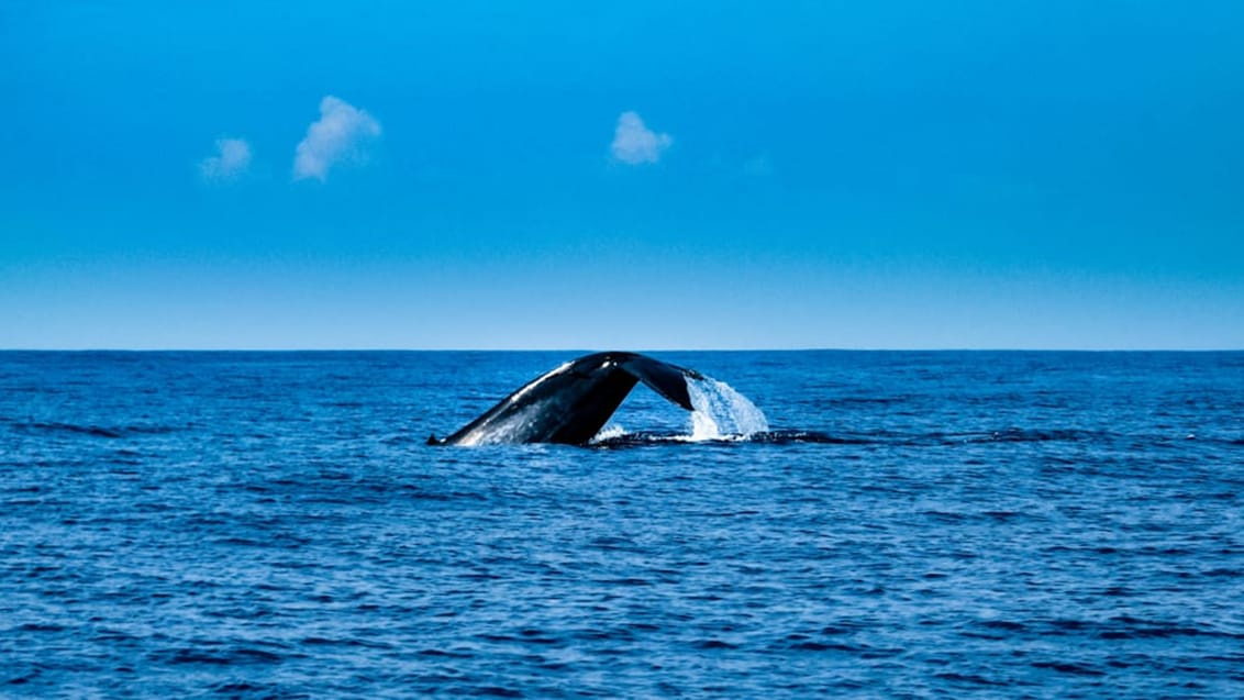 Whale safari, Sri Lanka