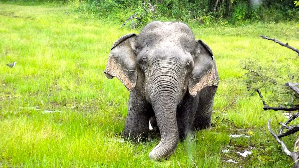 Yala, Sri Lanka