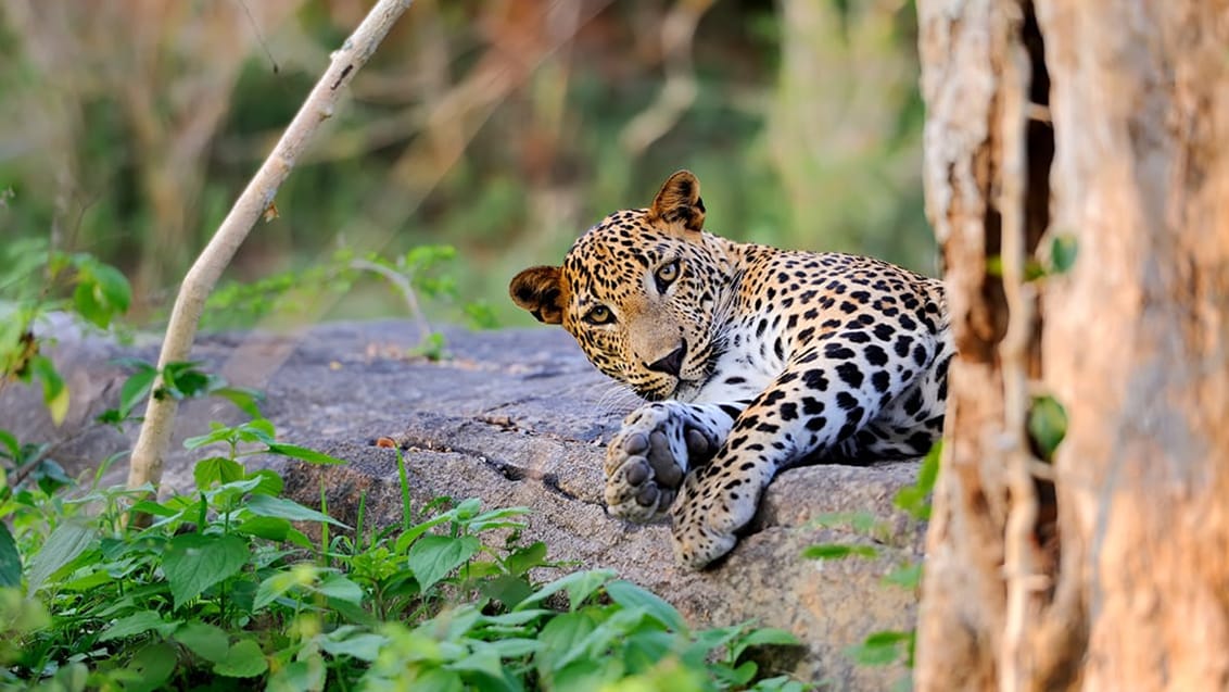 Yala, Sri Lanka