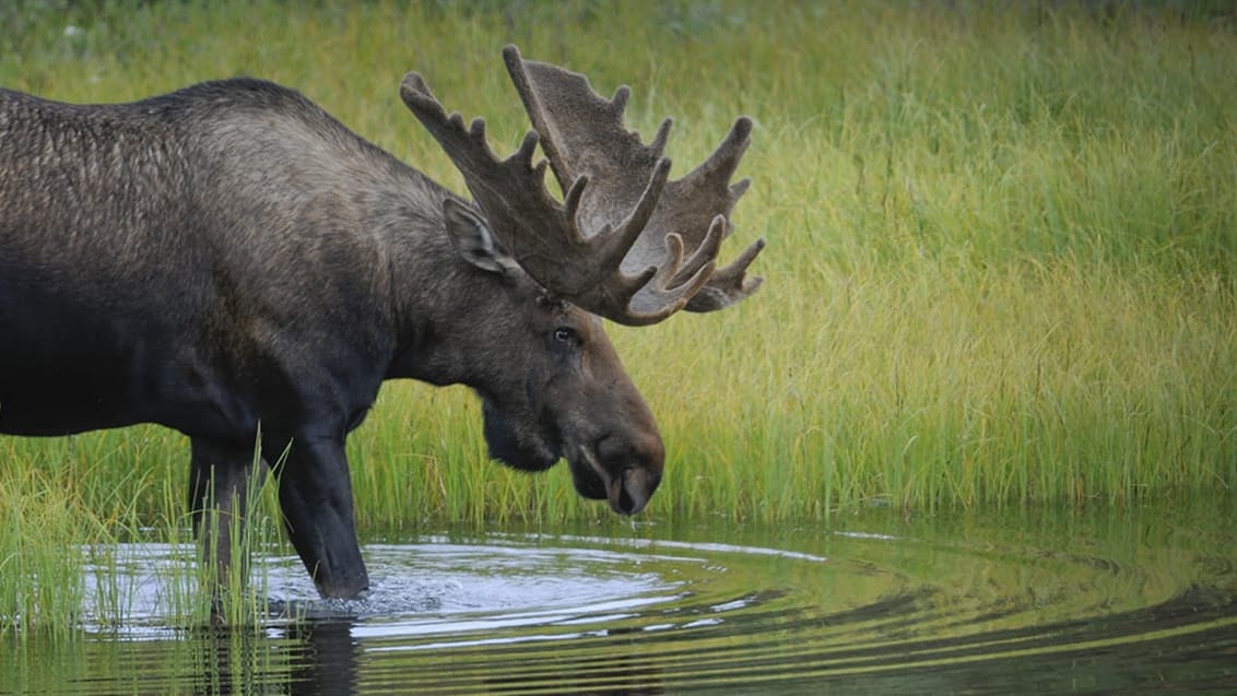 Älg i Denali National Park, Alaska, USA