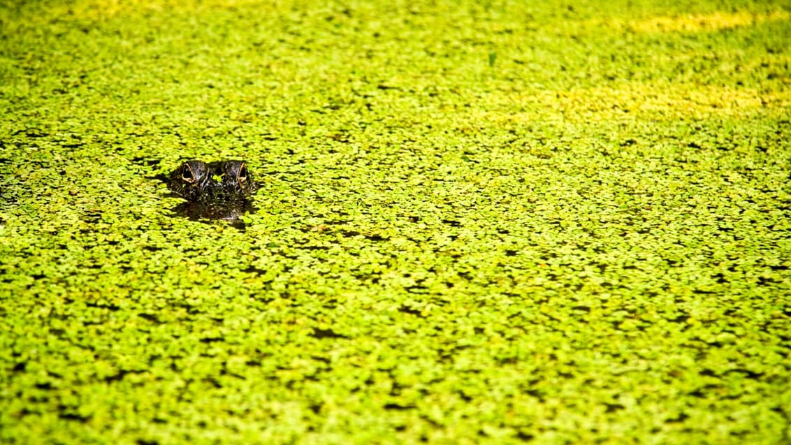 Aligator, Louisiana, USA