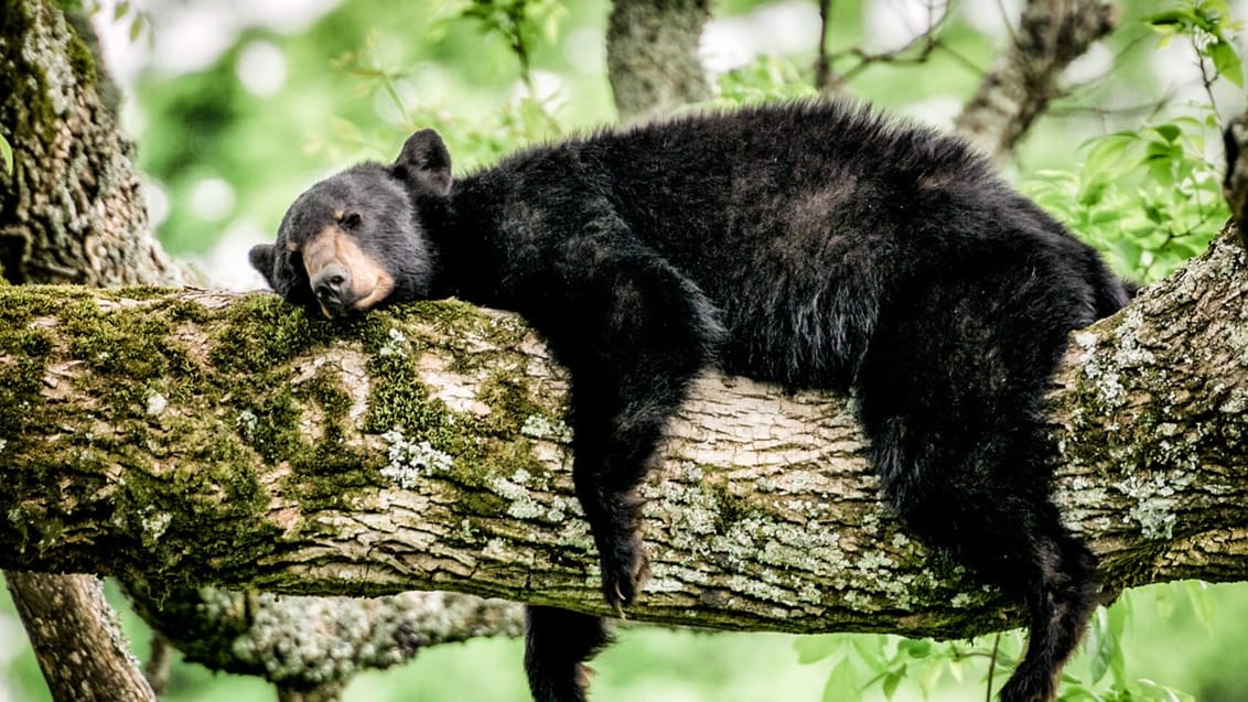 Black Bear, Great Smoky Mountains National Park, USA