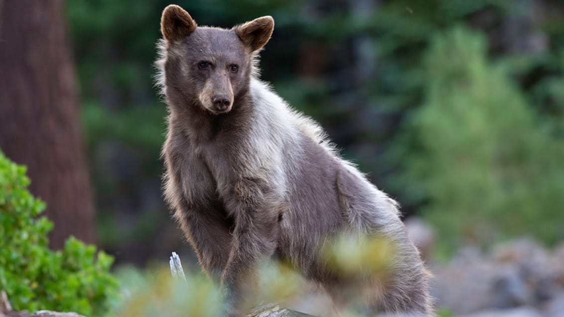 Black bear, Yosemite National Park, USA