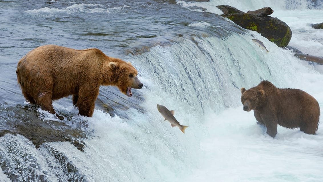 Brunbjörn fångar lax, Alaska, USA