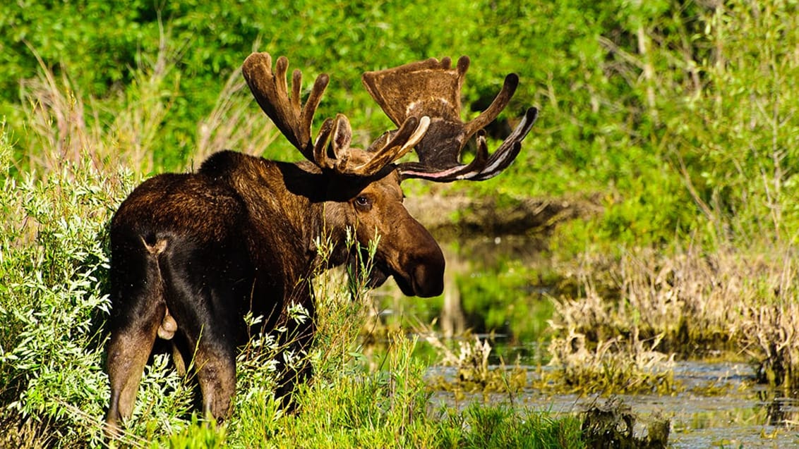 Bull Moose i Yellowstone National Park, USA