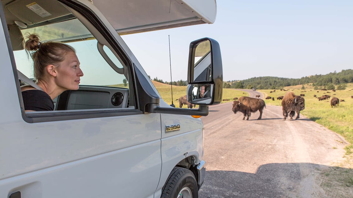 Custer State Park, South Dakota, USA