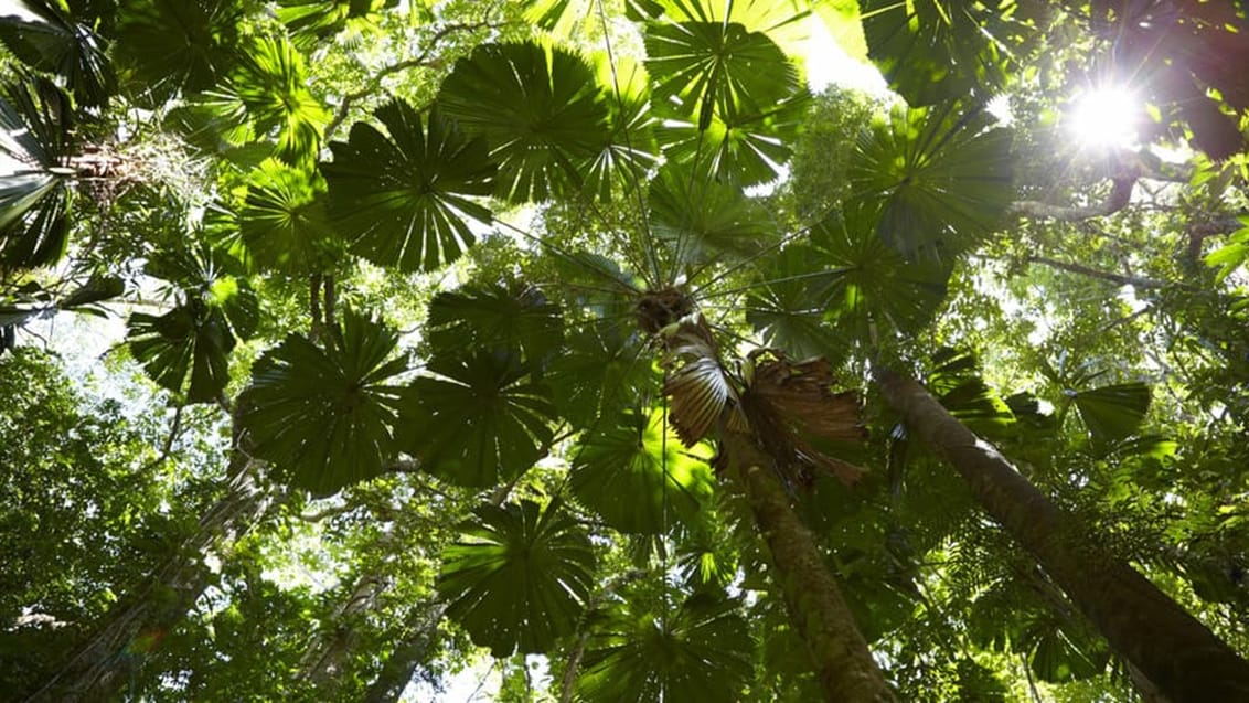 Daintree National Park, Australien