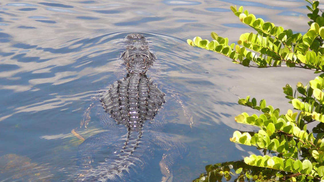 Everglades National Park, Florida, USA