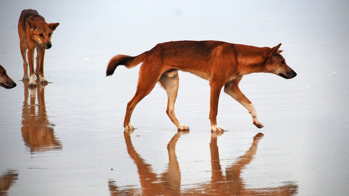 Fraser Island, Australien