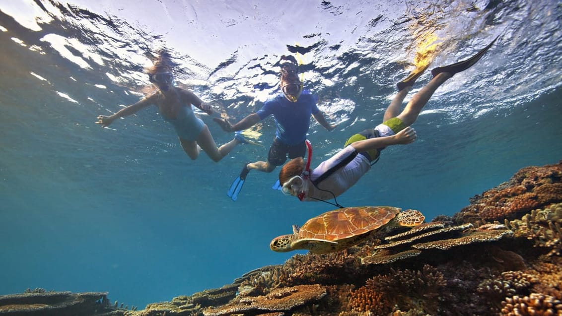 Great Barrier Reef, Australien