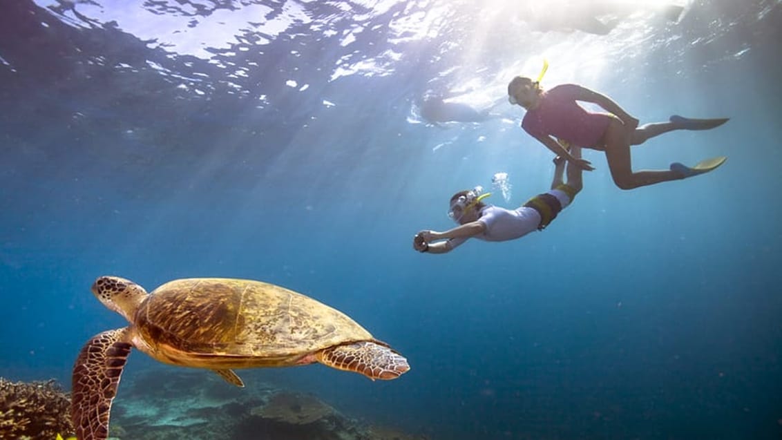 Great Barrier Reef, Australien