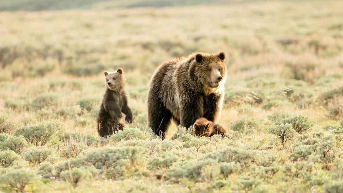 Grizzly, Yellowstone National Park, USA