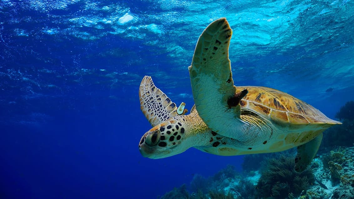 Havssköldpadda på Hawaii, USA