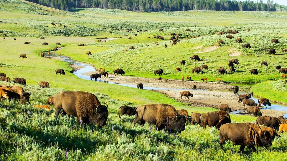 Hayden Valley, Yellowstone National Park, USA