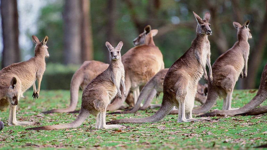Känguruer, Grampians National Park, Australien