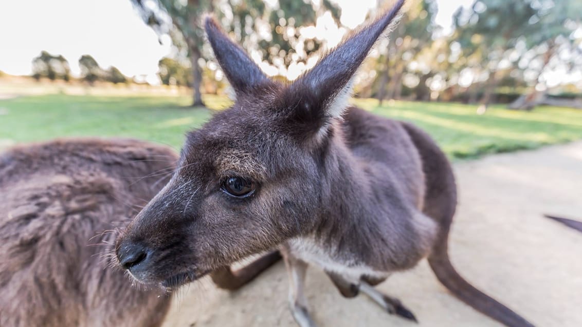 Kangaraoo Island, Australien