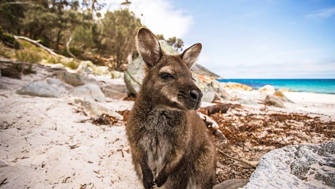 Kangaroo Island, Australien