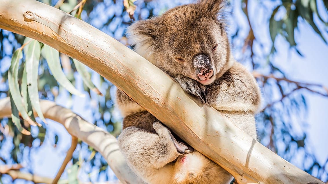 Koala, Kangaroo Island, Australien