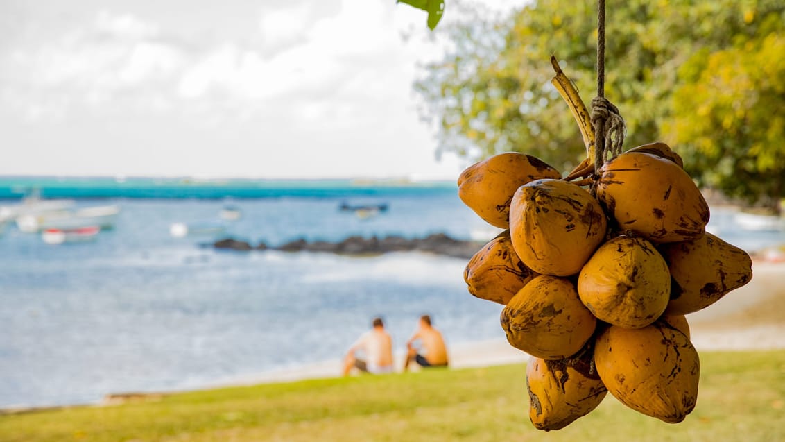 Kokosnötter på stranden Mauritius
