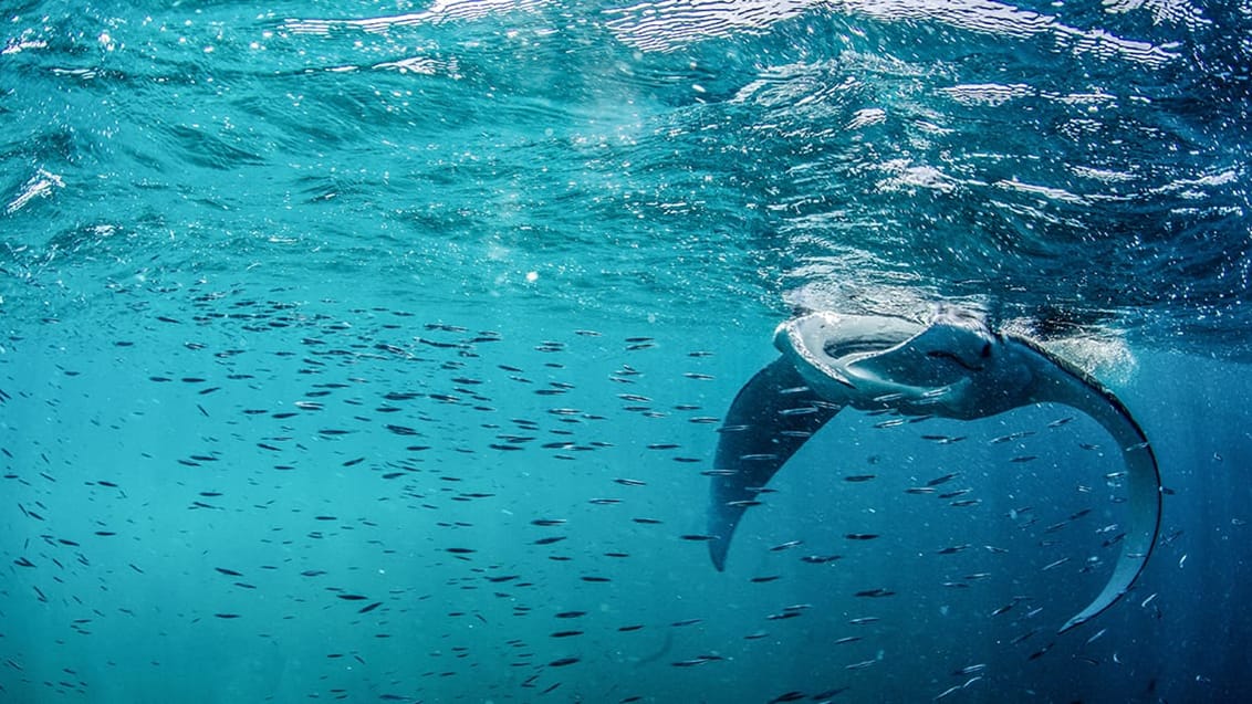 Manta rays, Ningaloo Reef, Australien