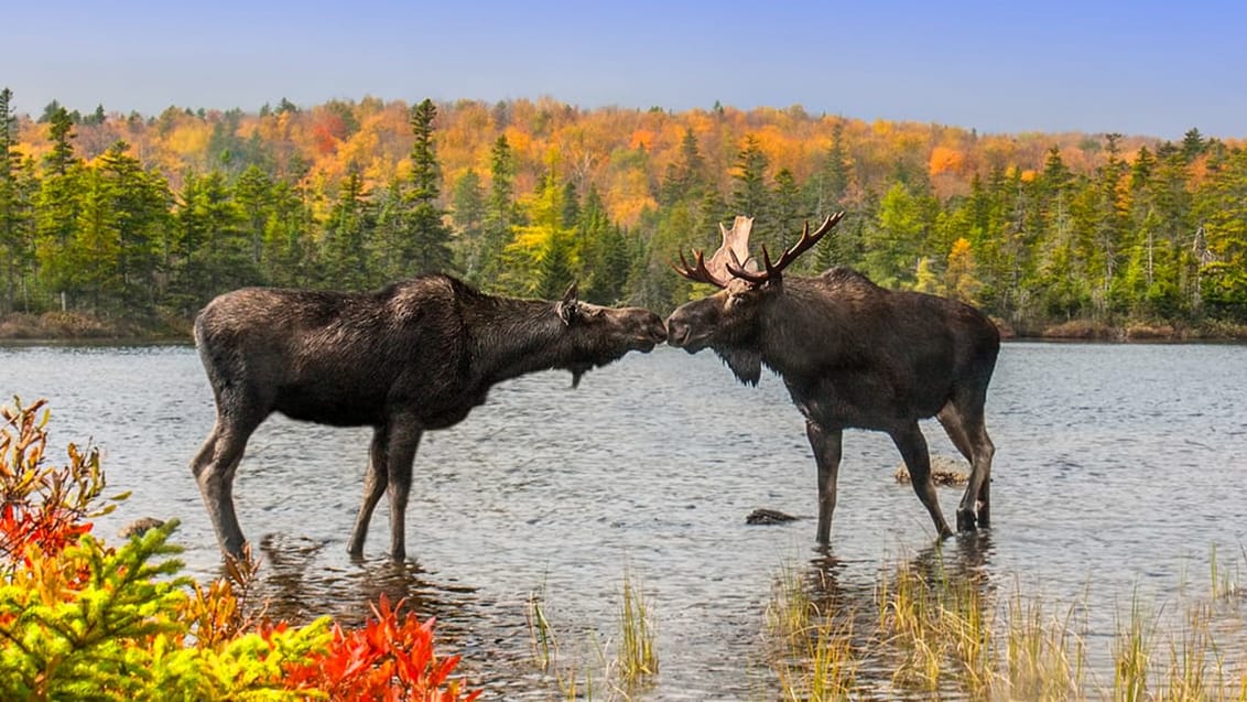 Moose, Adirondack State Park, USA