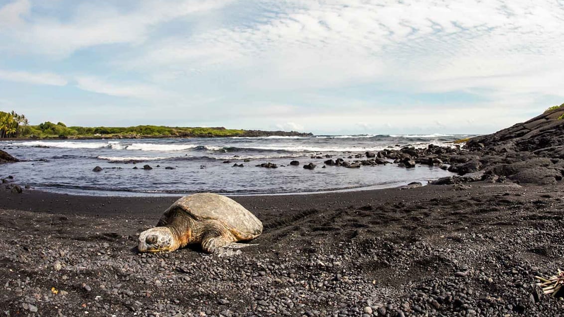 Punaluu beach, Big Island, Hawaii, USA