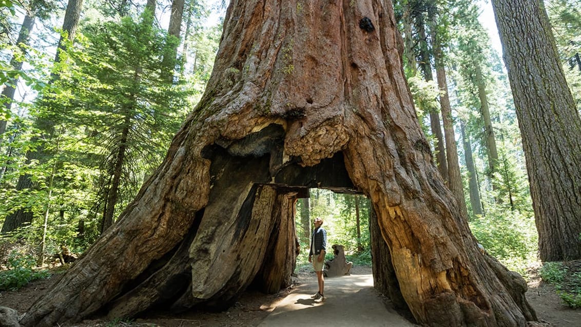 Redwood National Park, USA