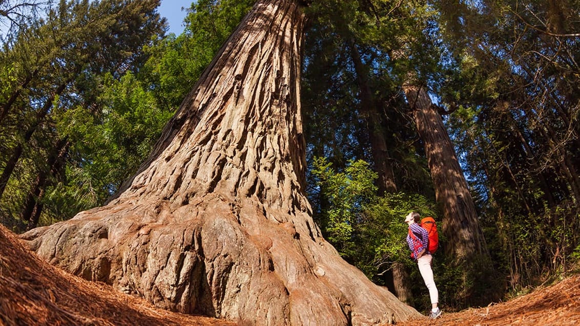 Redwood National Park, USA