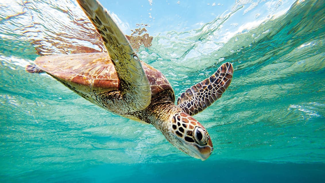 Sköldpadda, Queensland, Australien