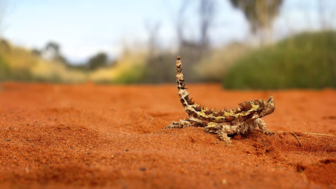 Thorny Devil, Outback, Australien