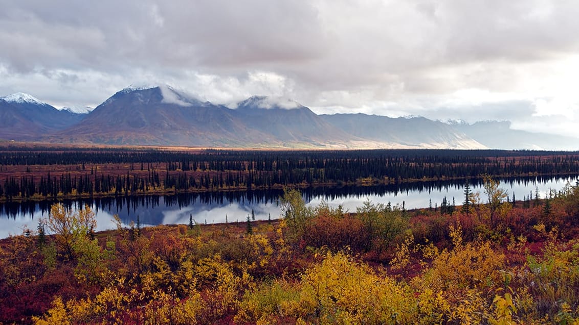 Tundra och berg på bilresan från Talkeetna till Denali, Alaska, USA