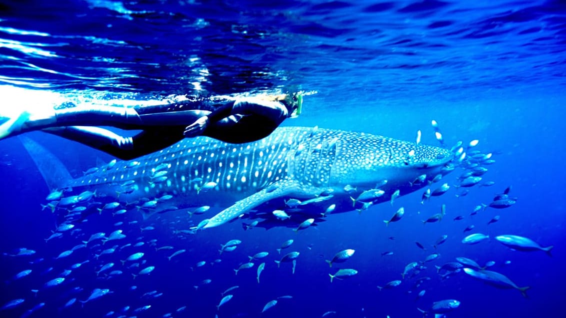 Val haj, Ningaloo Reef, Australien