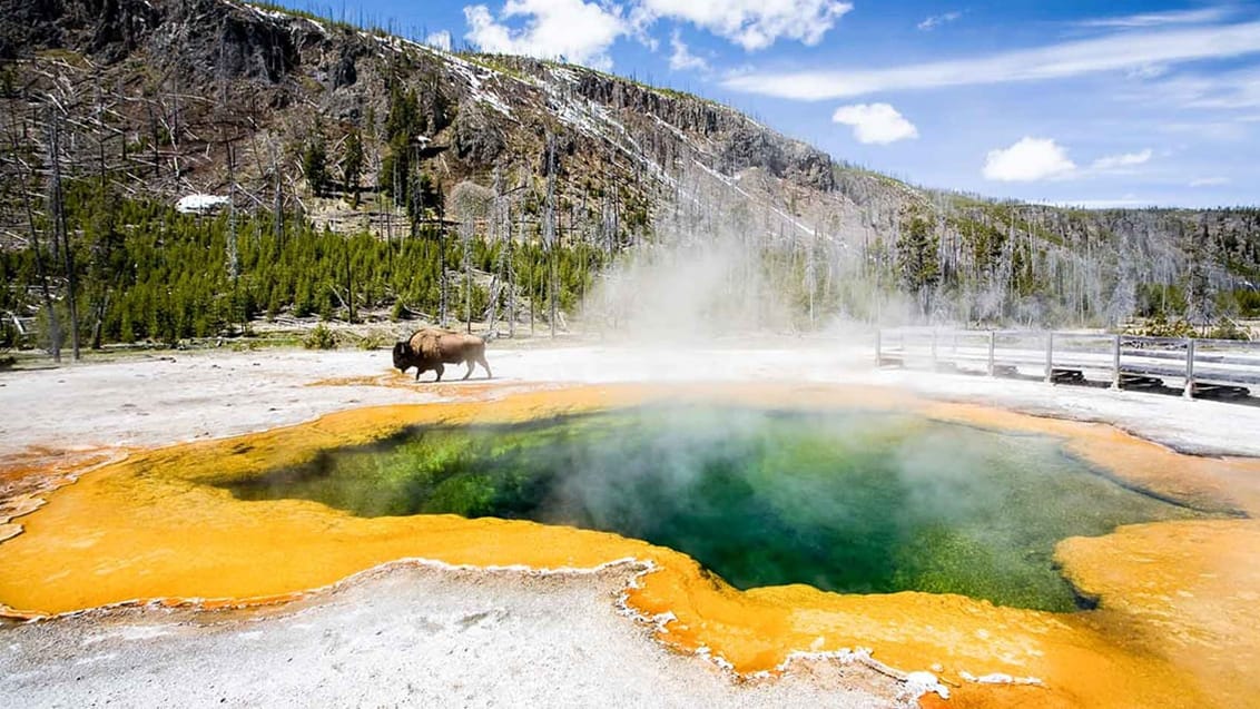 Yellowstone National Park, USA