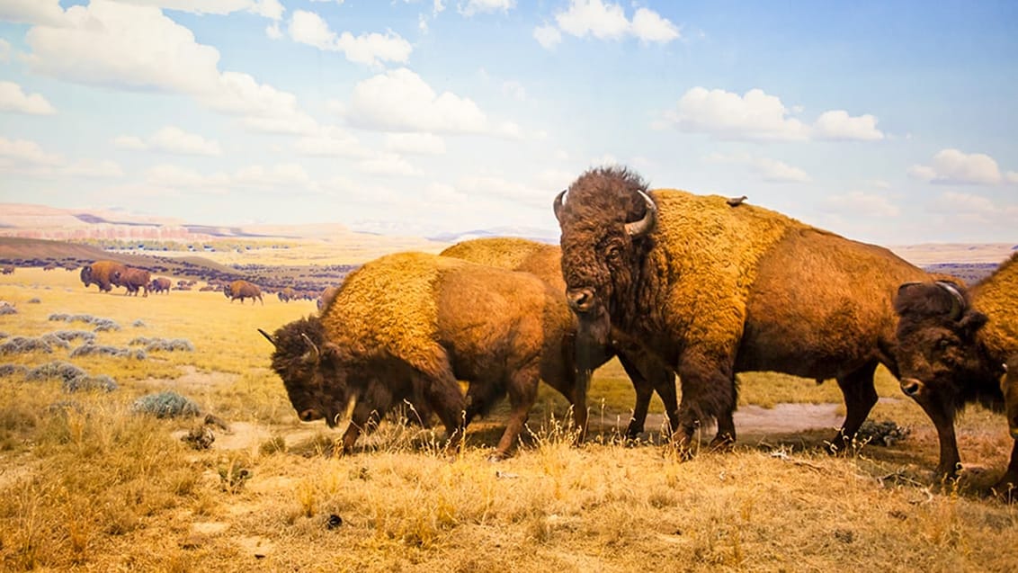 Yellowstone National Park, USA