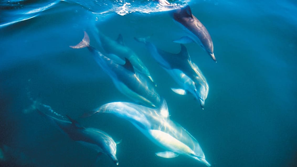 Delfiner, Nya Zeeland